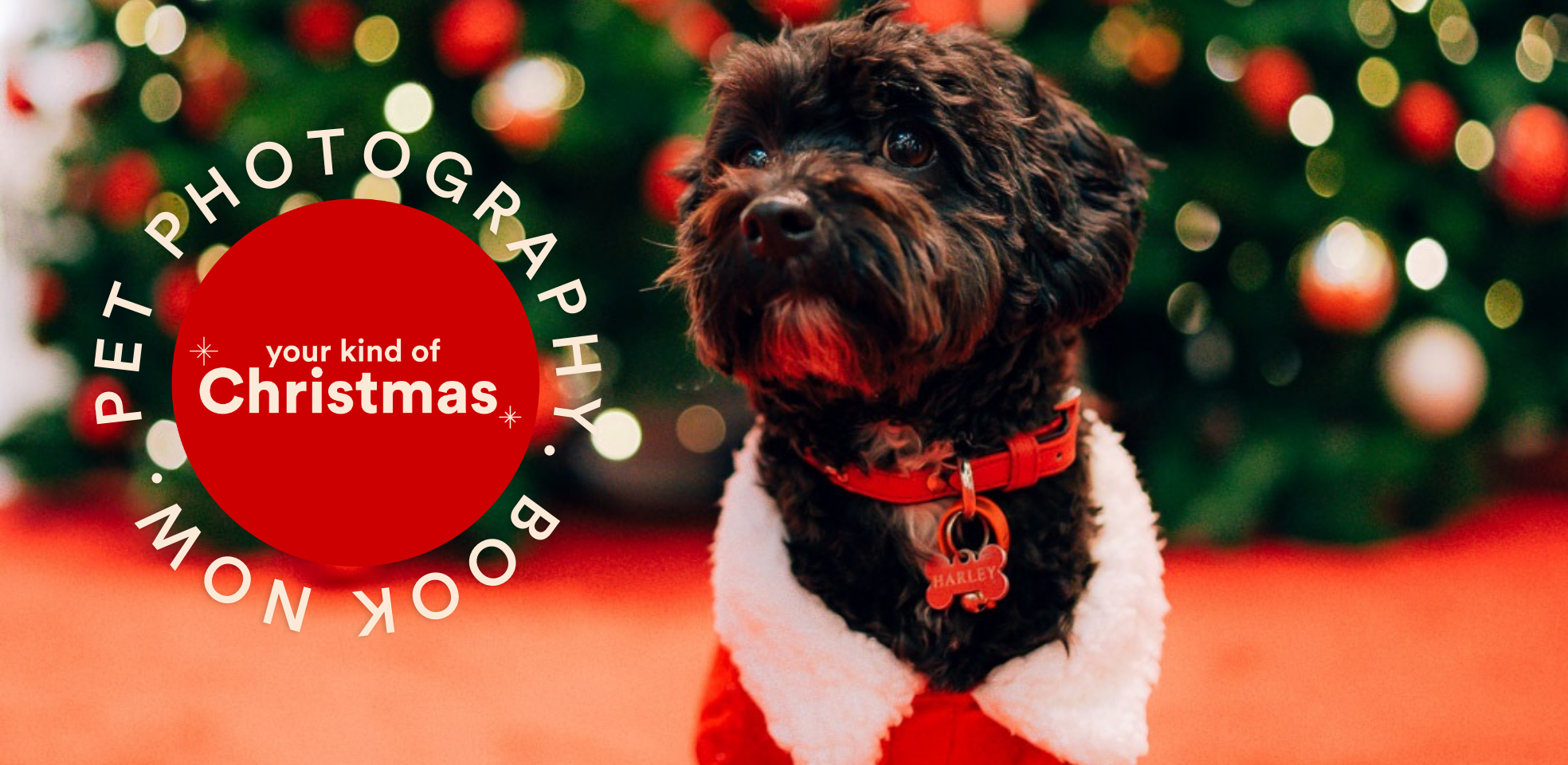 Tweed City Pet Photos.png