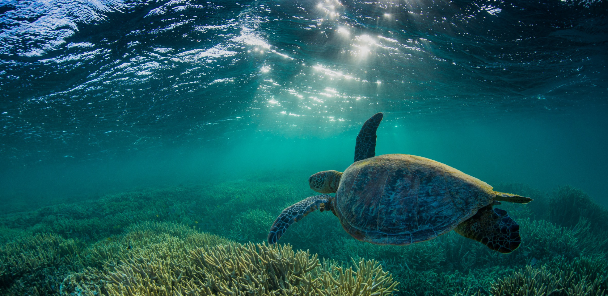 Great Barrier Reef Foundation 1968x960.png